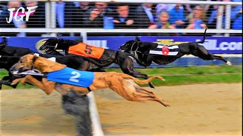 trackinfo greyhound.
